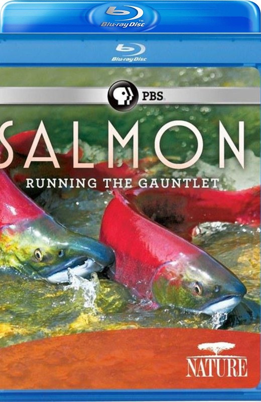 鲑鱼：历尽艰辛[2011][美版原盘][英语][中文字幕][13.59GB]