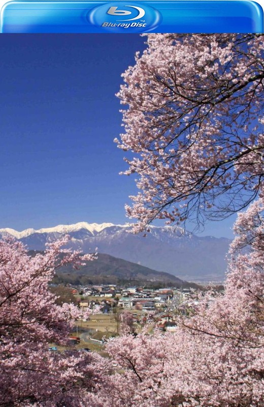 实境之旅:怀之樱[2010][港版原盘][国/日语][中文字幕][18.01GB]